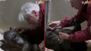 Dirljiv susret šimpanze koja umire i čovjeka koji ju je odgajio: Izmamio joj je posljednji osmijeh