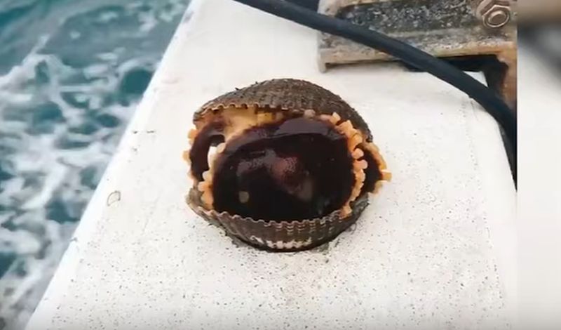 Nevjerovatna scena sa Jadrana: Žena uhapšena zbog školjke