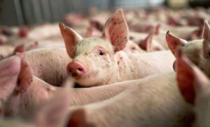 Bosna i Hercegovina uvozi svinje iz Njemačke