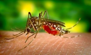 Naučnici otkrili šta je to u ljudskoj krvi što privlači komarce