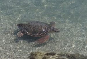 Kornjače siju strah u Grčkoj: Napale ljude dok su plivali u moru