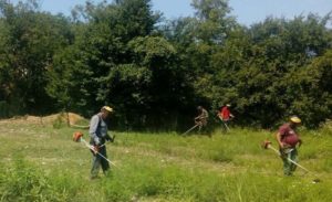 U toku akcija uklanjanja ambrozije na području grada