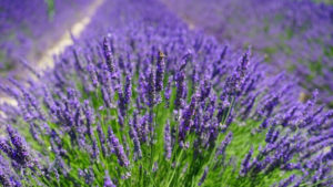 Lavanda – omiljeni miris i snažan lijek