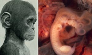 Naučnici razvili prvi embrion čovjeka-majmuna