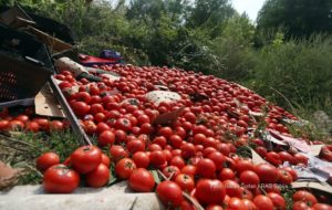Proizvodiće paradajz: Podravkina firma kreće sa radom u BiH