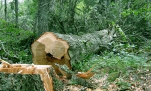 Nesreća u šumi: Drvo palo na radnika i na mjestu ga ubilo