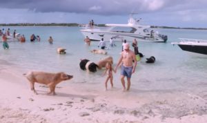 VIDEO – Samo na Bahamima – zaplivajte sa svinjama