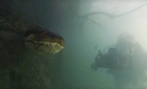 Zvijer duga osam metara: Otkrivena džinovska vrsta anakonde VIDEO