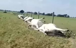 VIDEO – Išao provjeriti krave na farmi, dočekala ga jeziva scena