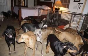 Zbog uragana sa ulice sklonila 100 pasa, pa otkrila kako se ponašaju
