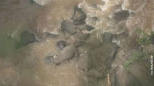 Šest slonova palo sa vrha vodopada pokušavajući da spasu mladunče