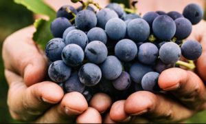 Srpska podigla rampu! Zabranjen uvoz grožđa iz Sjeverne Makedonije zbog pesticida