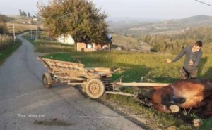 Nesreća u Slatini kod Banjaluke: Povrijeđen vozač zaprege, od električnog udara stradao i konj