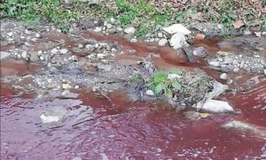 Rijeka ponovo obojena u crveno:  Mrlja iz Crkvene se ulila u Vrbas, ribari zabrinuti