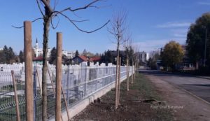 Novi drvored i u Ulici Braće Jugovića