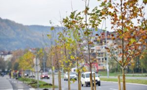 Posađen novi drvored uz Istočni tranzit u Banjaluci
