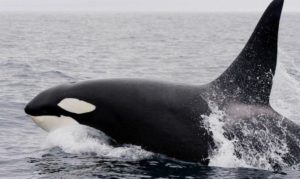 VIDEO – Amerikanku okružilo 30 kitova ubica