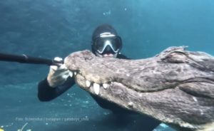 VIDEO – Ronilac oči u oči sa ogromnim krokodilom
