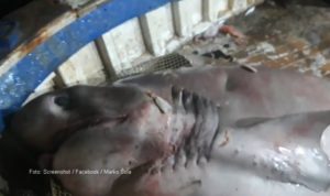 VIDEO – Kod Trogira ulovljena ajkula teška pola tone