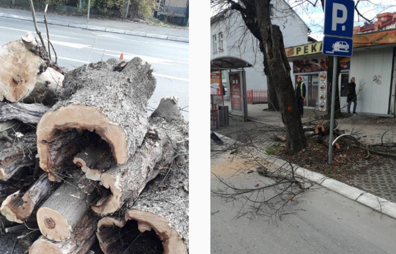Počinje orezivanje i uklanjanje oboljelog drveća