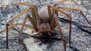 Horor na Ibici! Otrovni pauk ujeo turistu, moraće mu amputirati najmanje dva prsta