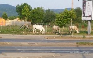 Banjaluka uvodi promjene u radu higijeničarske službe