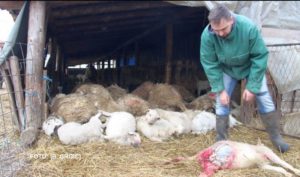 Psi lutalice počinili pokolj na imanju Željka Blagojevića: Čopor usmrtio desetak ovaca