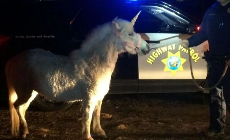 VIDEO – Uznemireni vozači zvali policiju: Autoputem trči mitsko stvorenje