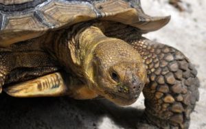 Puštene u divljinu: Zbog starog običaja broj kornjača prijeti ekosistemu Hong Konga