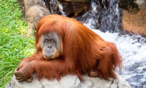 Prizor koji će vas raznježiti: Orangutan pružio ruku da pomogne čovjeku u rijeci
