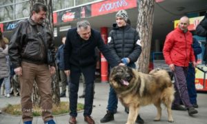 Održana regionalna izložba pasa u Vodenom parku “Akvana”: Prodefilovalo više od 100 šarplaninaca