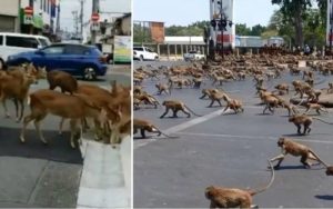 Životinje lutaju ulicama gradova koji se nalaze u karantinu
