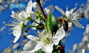 Temperatura pada ispod nule! Upozorenje voćarima da ponovo zaštite zasade