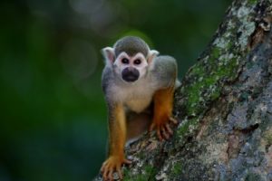 Majmuni oteli uzorke krvi zaraženih virusom korona