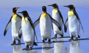Naučnici na Južnom polu poblesavili od gasova iz izmeta pingvina