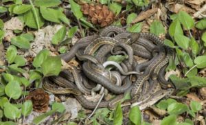 Ovo su najopasnije zmije u BiH