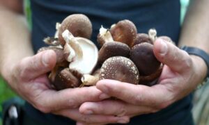 Izvoz gljiva iz BiH 17 puta nadmašio uvoz
