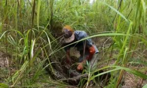 Kako izgleda borba čovjeka i pitona dugog pet metara – VIDEO