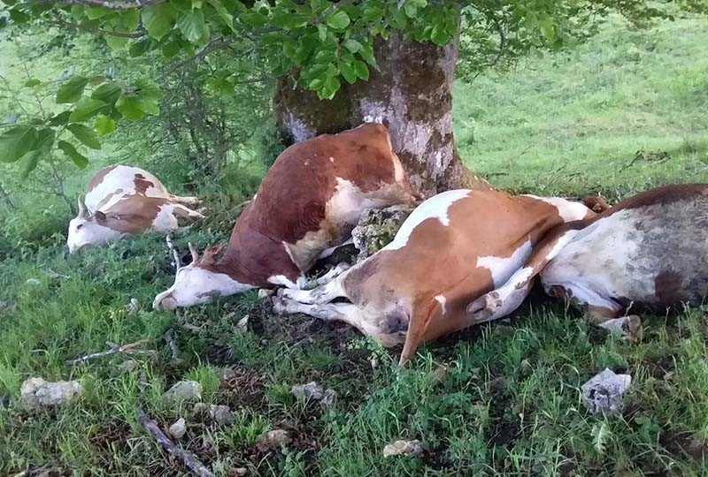 Han Pijesak: Grom ubio četiri krave