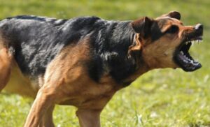 Horor u Doboju! Pas izujedao dvije osobe, jedna od njih je maloljetna