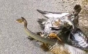 Lovci iz Sanskog Mosta spasili jastreba iz “zagrljaja” zmije – VIDEO