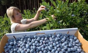 Potražnja za borovnicama: Bobičasto voće se najviše plasira na domaće tržište
