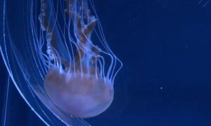 Zavirite u svijet akvarijuma u Tokiju – VIDEO