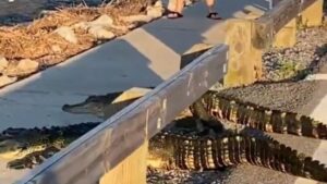 Saobraćaj stao, ulicu prelaze aligatori: Ljudi sa strahopoštovanjem gledaju nevjerovatnu scenu VIDEO