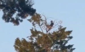 Adrenalinski zavisnik oduševio: Popeo se na vrh drveta i na visini od 18 metara ručao VIDEO