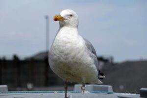 Nesvakidašnje! Ugrizao galeba koji mu je htio oteti hamburger, pa završio iza rešetaka