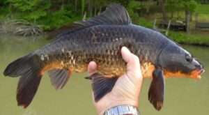 “Bilo je nenamjerno”: Naučnici od ruske i američke ugrožene vrste stvorili hibrid ribu