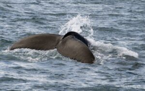Nesvakidašnji posjetilac: Kit perajar “prošetao” vodama Crne Gore
