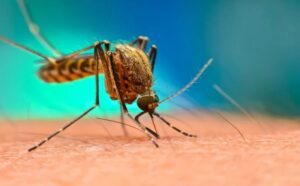 Dnevna doza humora: Razlika između komarca i punice