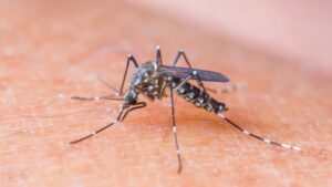 Dnevna doza humora: Muju i Hasu izboli komarci